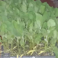 نشا،بذر پرورش داده آماده کاشت درباره خانه