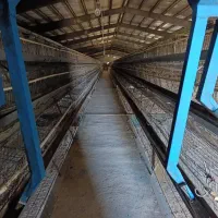 اجاره مرغداری تخم گذار85هزاری باپروانه ومجوزممیزی