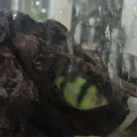 ماهی زینتی|ماهی|قزوین, |دیوار