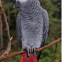 کاسکو نر سخنگو جوجه (خریدار)