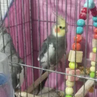 یک جفت عروس هلندی