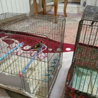 سهره نر و ماده فروشی|پرنده|سهند, |دیوار