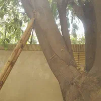 هرس و قطع درختان خشک با اره در کمترین زمان ممکن|خدمات باغبانی و درختکاری|مشهد, اروند|دیوار