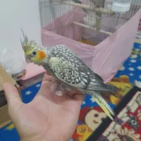 یک عدد عروس هلندی