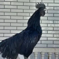 فروش فوری یک جفت خروس ایام سامانی