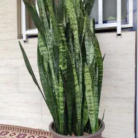 گل سانس وریا