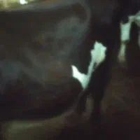 گاو شیری شکم دوم 20 روز مانده|حیوانات مزرعه|خواجه, |دیوار