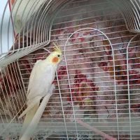 عروس هلندی|پرنده|شیروان (خراسان), |دیوار