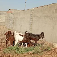 بزپاکستانی|حیوانات مزرعه|مشهد, وکیل‌آباد|دیوار