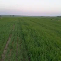 اجاره ۵۰ هکتار در دشت العباس|اجارهٔ دفتر صنعتی، کشاورزی، تجاری|اهواز, آریاشهر|دیوار