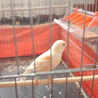 قناری ماده آماده