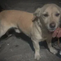 سگ نر