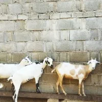 بزسومالی|حیوانات مزرعه|خورموج, |دیوار