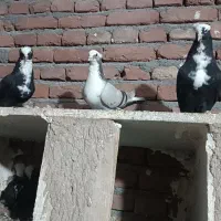 تعداد 3جفت آبی عرب گو عرب کاکولی
