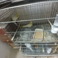 ۸جفت عروس هلندی|پرنده|تهران, جی|دیوار