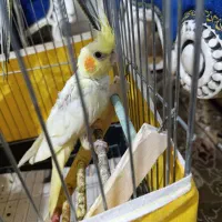 4عدد جوجه عروس هلندی