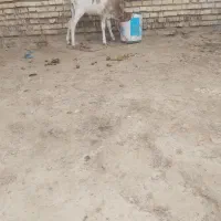گاو