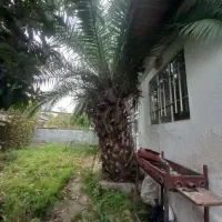 فروش نخل فونیکس