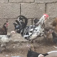 مرغ و خروس گلین