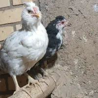 مرغ خروس جوجه گلین|حیوانات مزرعه|شیراز, گویم|دیوار