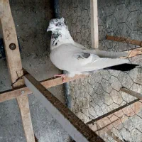 کبوتر کله دم سبز