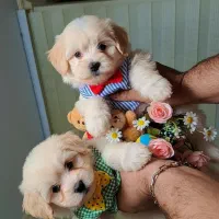 سرپرستی سگ پودل