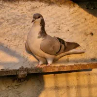 کبوتر بدرنگ  نر وماده|پرنده|اقبالیه, |دیوار