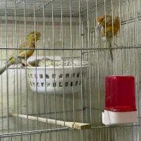 جفت قناری|پرنده|کرمان, |دیوار