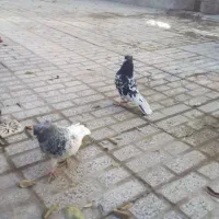 کله سبز|پرنده|تربت‌حیدریه, قائم|دیوار