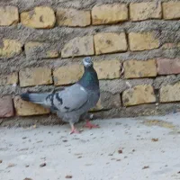 سرور|پرنده|یزد, |دیوار