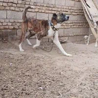 جفت حیون گوسفندی رمتاز اجیر ب زمانت گله همه|سگ|زاوه, |دیوار