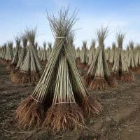 سرمایه‌گذاری مطمئن و پرسود با نهال صنوبر