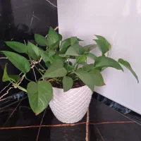 انواع گل طبیعی آپارتمانی