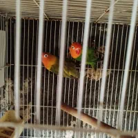 عروس هلندی و کوتوله|پرنده|مشهد, شهرک مهرگان|دیوار