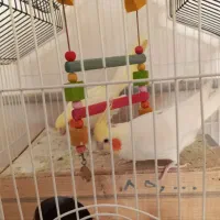 عروس هلندی|پرنده|زبرخان, |دیوار