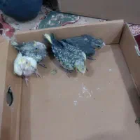 جوجه عروس هلندی