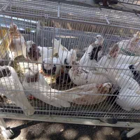 کبوتر طوقی|پرنده|شیراز, دست خضر|دیوار