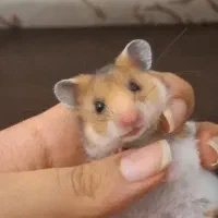 همستر ماده همراه با قفس