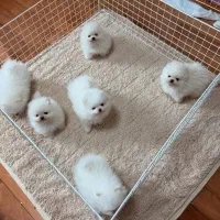 توله پامرانین خرسی اورجینال