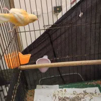 قناری نر پرتقالی سفت بخون