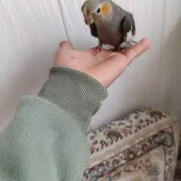 عروس هلندی جفت قیمت برای هردو است با قفس