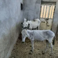 یک عدد خرگله ای جوان|حیوانات مزرعه|خمین, |دیوار