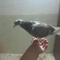 کفتر