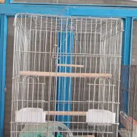 قس عروس هولندی