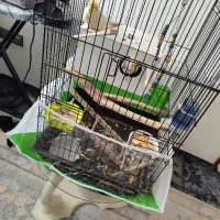 عروس هلندی جفت مولد