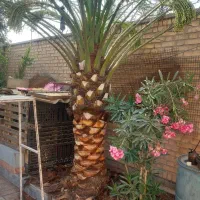 نخل وباغبانی..هرس کردن نخل .بریدن نخل.وغیره