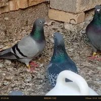 پلاکی جفت