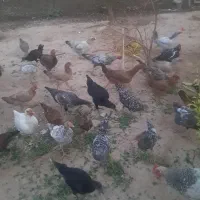 مرغ وخروس|حیوانات مزرعه|گتوند, |دیوار