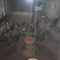 بوقلمون محلی و مرغ وخروس