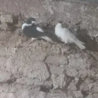 چند عدد خوشرنگ|پرنده|خرمدشت, |دیوار